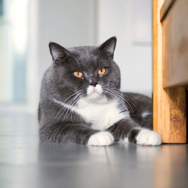 Vaccinations & Parasite Prevention