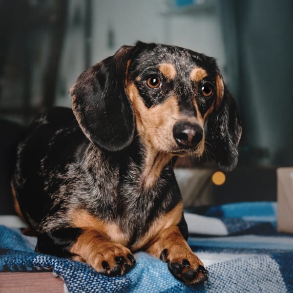 Veterinary Dental Care