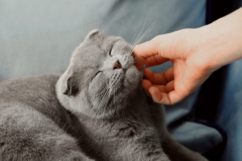 Geriatric Cat Care in White Settlement