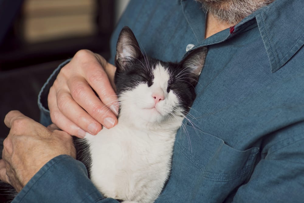 Kitten Vet in White Settlement
