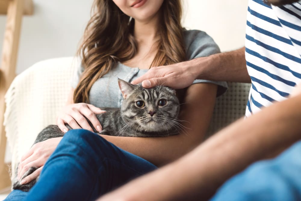 Cat Dentist in White Settlement