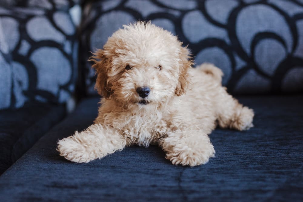 Surgical Services in White Settlement