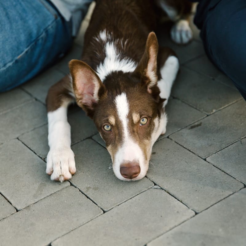 Veterinary Surgery at White Settlement Vet